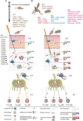 Have We Ignored Vector-Associated Microbiota While Characterizing the Function of Langerhans Cells in Experimental Cutaneous Leishmaniasis?